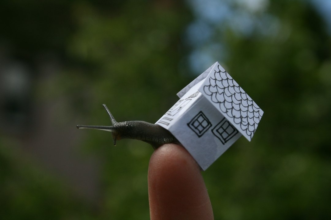 A small slug carries a paper house on its shell.